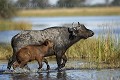 Buffles traversant un marais, femelle et son veau