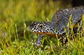 Alpine Newt