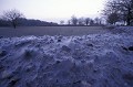 Toiles d'araignes recouvrant la campagne en Brire (44).