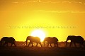 Elephants bulls at sunset in the Kalahari Desert.