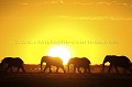 Troupeau d'lphants dans le desert du Kalahari.