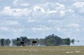 Mirage dans le Central Kalahari Desert