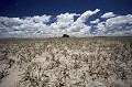 Central Kalahari - Botswana