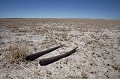 Horns of Oryx in the Kalahari Desert.