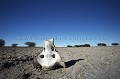 reste de Squelette dans le desert du Kalahari