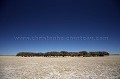 Trees Island in Deception Pan, Central Kalahari Desert.