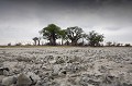 Baines Baobabs, Kalahari Desert.
