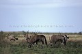 Oryx dans le desert du Kalahari