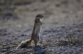 Ground Squirrel