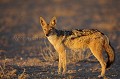 Chacal  chabraque le soir dans le Kalahari