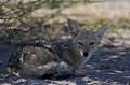 Black-Backed Jackal resting in the shade, avoids the Heat in the Kalahari Desert.