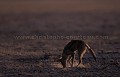 Chacal  chabraque au crpuscule en train de chasser des scorpions dans le dsert du Kalahari