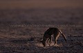 Black-Backed Jackal hunting, digging for Scorpions at dusk in the Kalahari Desert.