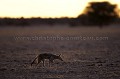 Chacal  chabraque au crpuscule en train de chasser des scorpions dans le dsert du Kalahari