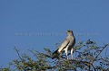 Pale Chanting Goshawk sitted on a tree