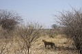 Male Leopard hunting in the Kalahari Desert during the daytime.