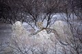 Lopard a l'afft le soir sur une termitire dans le dsert du Kalahari.