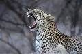 Lopard le soir sur une termitire dans le dsert du Kalahari.