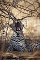 Lopard en train de bailler  l'ombre d'un buisson dans le dsert du Kalahari.