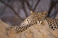 Leopard resting on a Termite Mound at dusk