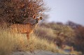 Greater Kudu Female coming out from the thickets early in the morning