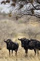 Gnous  l'ombre en pleine chaleur dans le dsert du Kalahari.