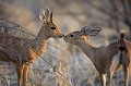 Couple de Steenbok... Petit moment de tendresse en brousse....