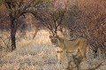 Lion du Kalahari : Lionne sortant du couvert d'pineux pour une seconde seulement...