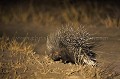 Porcupine at night.