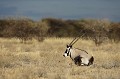 Oryx dans le desert du Kalahari