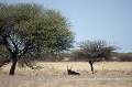 Oryx dans le desert du Kalahari