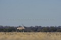 Gemsbok in Kalahari Desert