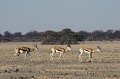 Springboks walking in a line in the Kalahari Desert.