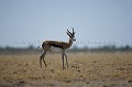 Springboks walking in the Heat of the Kalahari Desert.