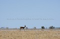 Springbok sous la chaleur accablante dans le dsert du Kalahari.
