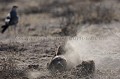 Honey Badger Scrapping the ground in order to find out some food like wasp's nest.