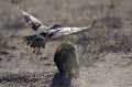 HoneyBadger chasing away an inquisitive Pale Chanting Goshawk