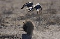 Ratel en train de chasser un autour chanteur venu lui drober une partie de son menu