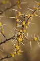 Camel Thorn Tree Flowers