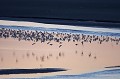 Vol de Tadornes de Belon le soir en baie du Mont St Michel