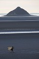 Fishermen in the Bay of the Mont Saint Michel