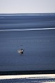 Fishermen in the Bay of the Mont Saint Michel