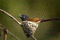 African Paradise Flycatcher Nesting