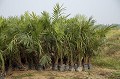 Palm Tree Oil Plantation, Close to the Kinabatangan River, Sabah State, Borneo, Malaysia.