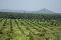 Palm Tree Oil Plantation, Close to the Kinabatangan River, Sabah State, Borneo, Malaysia.