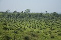 Palm Tree Oil Plantation, Close to the Kinabatangan River, Sabah State, Borneo, Malaysia.