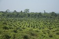 Plantation de palmiers  huile  Borno.