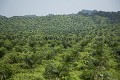 Palm Tree Oil Plantation, Close to the Kinabatangan River, Sabah State, Borneo, Malaysia.