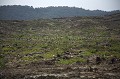 Palm Tree Oil Plantation, Close to the Kinabatangan River, Sabah State, Borneo, Malaysia.