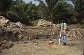 Palm Trees Oil Plantation in Borneo. Work in Progress.